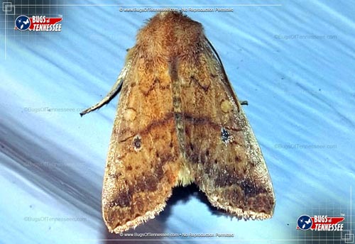 Image of an adult Bicolored Sallow Moth flying insect at rest.