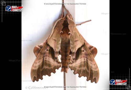 Image of an adult Blinded Sphinx Moth flying insect at rest.