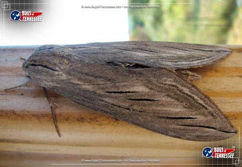 Image of an adult Canadian Sphinx Moth flying insect at rest.