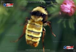 Color image of the American Bumble Bee flying insect