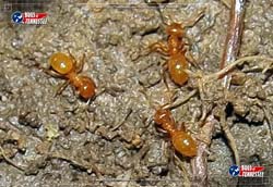 Color image of small orange Ant insects in dirt