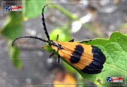 Color image of Banded Net-winged Beetle garden bug