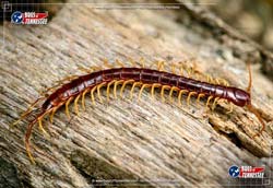 Color image of a Bark Centipede