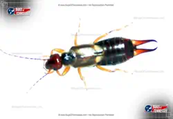 Color image of a European Earwig crawing insect
