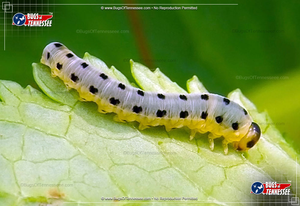 Larva image of the Common Sawfly