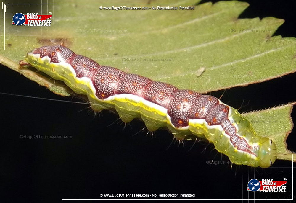 Larva image of the Double-lined Prominent Moth
