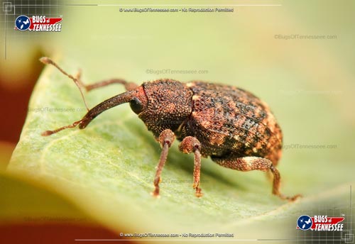 Image of an adult Acorn Weevil insect.