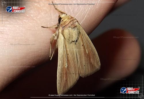 Image of an adult Adjutant Wainscot Moth.