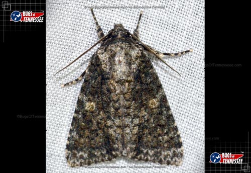 Image of an adult Afflicted Dagger Moth.