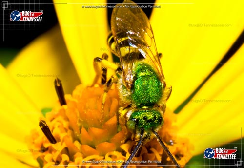 Adult image of the Agapostemon Sweat Bee insect.