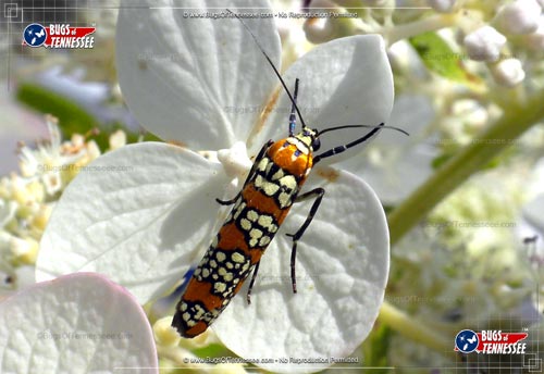 Image of an adult Ailanthus Webworm Moth insect.