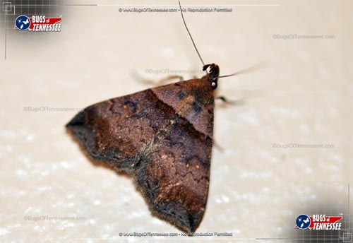 Image of an adult Ambiguous Moth flying insect.