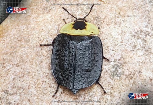 Image of an adult American Carrion Beetle.