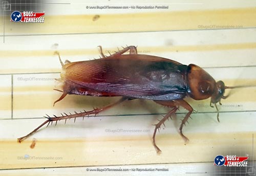 Image of an adult American Cockroach insect.