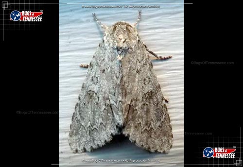 Image of an adult American Dagger Moth flying insect.