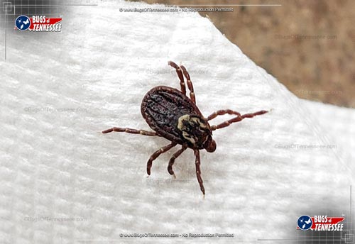 Image of an adult female American Dog Tick insect.