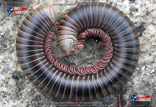 Image of an adult American Giant Millipede insect.