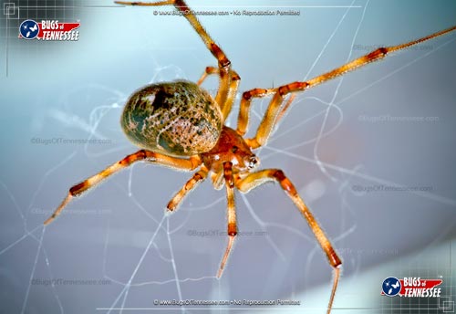 Image of an adult American House Spider in its web.