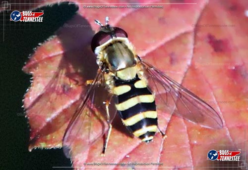 Image of an adult American Hover Fly on leaf.