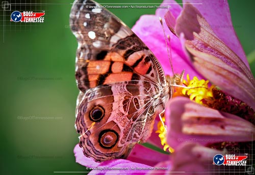 Image of an adult American Lady Butterfly insect on a flower.
