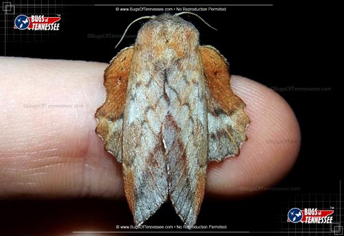 Image of an adult American Lappet Moth insect.