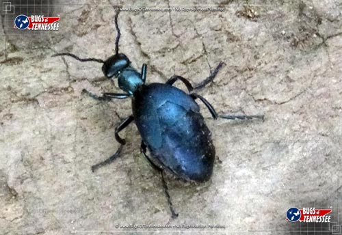 Image of an adult American Oil Beetle.