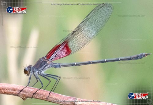 Image of an adult American Rubytspot Damselfly flying insect.
