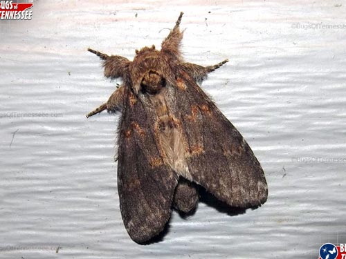 Image of an adult Angulose Prominent Moth flying insect.