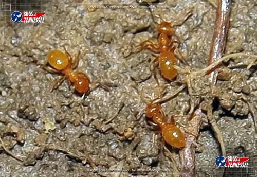 Image of adult soil Ants.