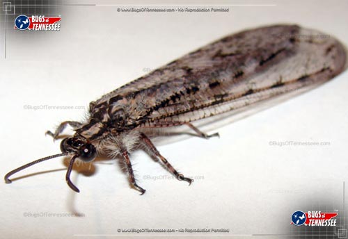 Image of an adult Antlion flying insect.