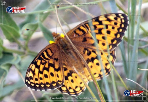 Image of an adult Aphrodite Fritillary Butterfly flying insect on a flower.