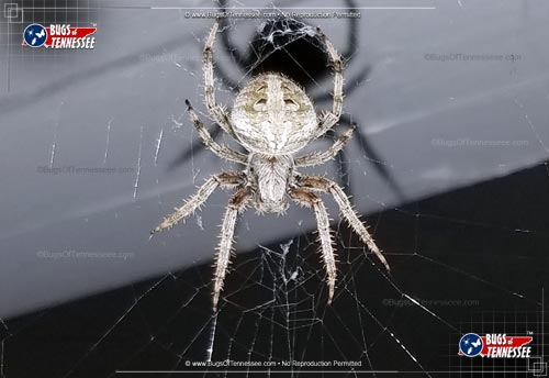Image of an adult Arabesque Orbweaver spider insect.