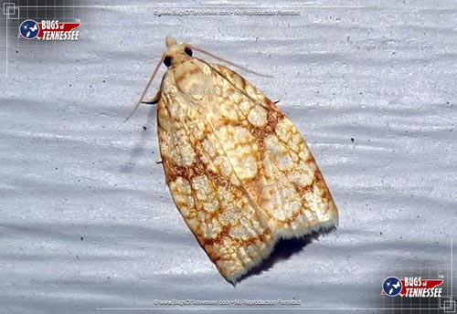 Image of an adult Archips Leafroller flying insect.