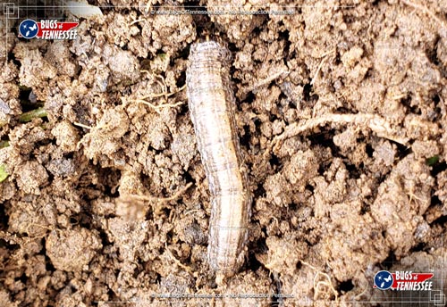Image of an Army Cutworm Moth caterpillar on the ground, outdoors.