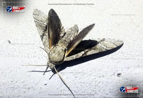 Image of an adult Ash Sphinx Moth flying insect at rest.