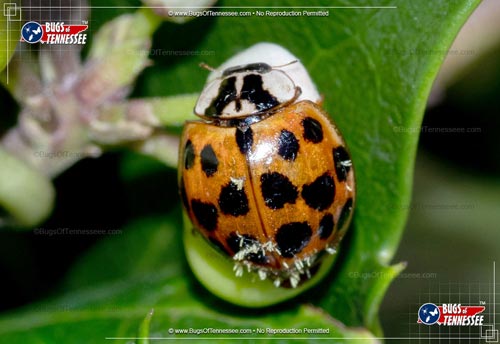 Image of an adult Asian Multicolored Lady Beetle insect in the garden.