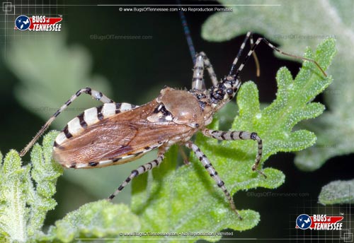 Image of an adult Pselliopus cinctus Assassin Bug insect.