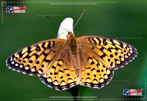 Image of an adult Atlantis Fritillary Butterfly flying insect.
