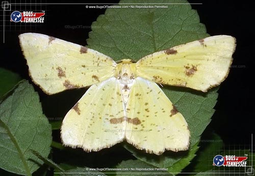 Image of an adult Attentive Crocus Soldier Moth flying insect.
