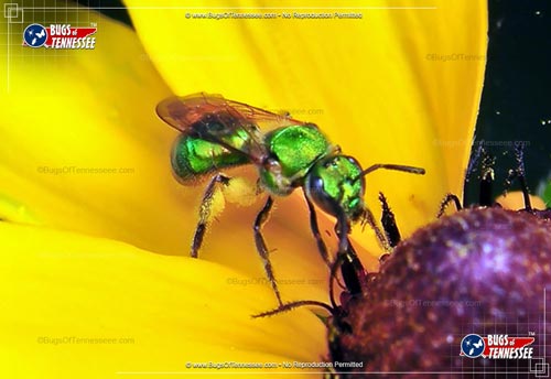 Image of an adult Augochlora Sweat Bee flying insect.
