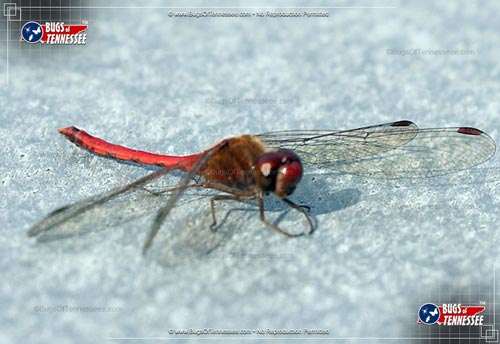 Image of an adult Autumn Meadowhawk dragonfly insect.