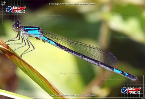 Image of an adult Azure Bluet Damselfly flying insect at rest.