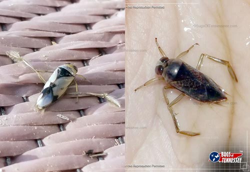 Two images of a Backswimmer aquatic insect.