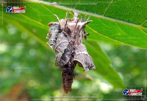 Image of a Bagworm Moth insect.