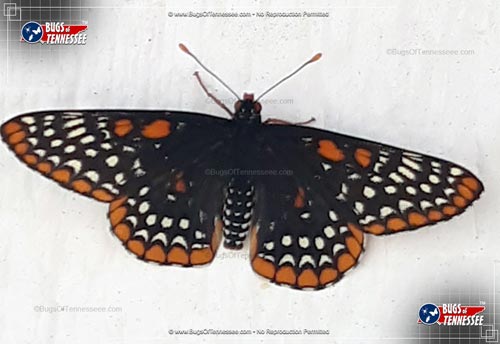 Image of an adult Baltimore Checkerspot butterfly flying insect at rest.