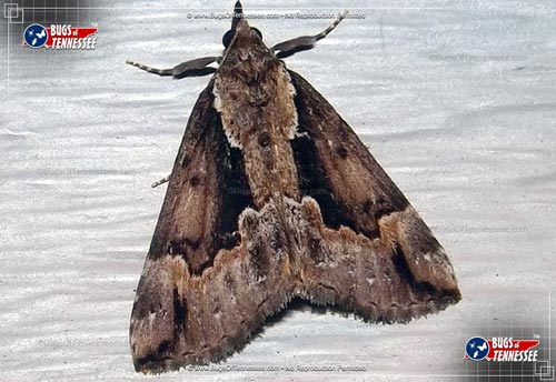 Image of an adult Baltimore Snout Moth flying insect at rest.