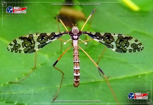 Image of an adult Band-winged Crane Fly flying insect at rest.