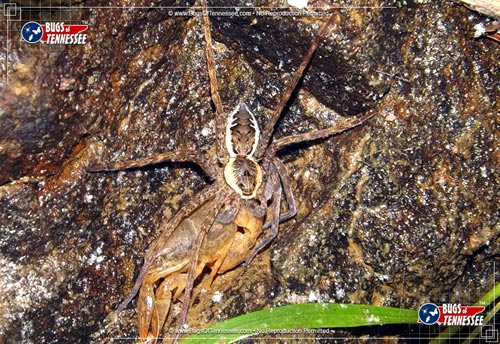 Image of an adult Banded Fishing Spider at rest.