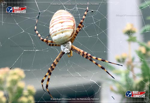 Image of an adult Banded Garden Spider insect resting in its web.