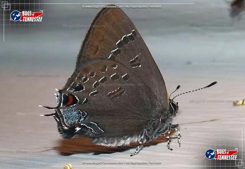 Image of an adult Banded Hairstreak Moth flying insect at rest.